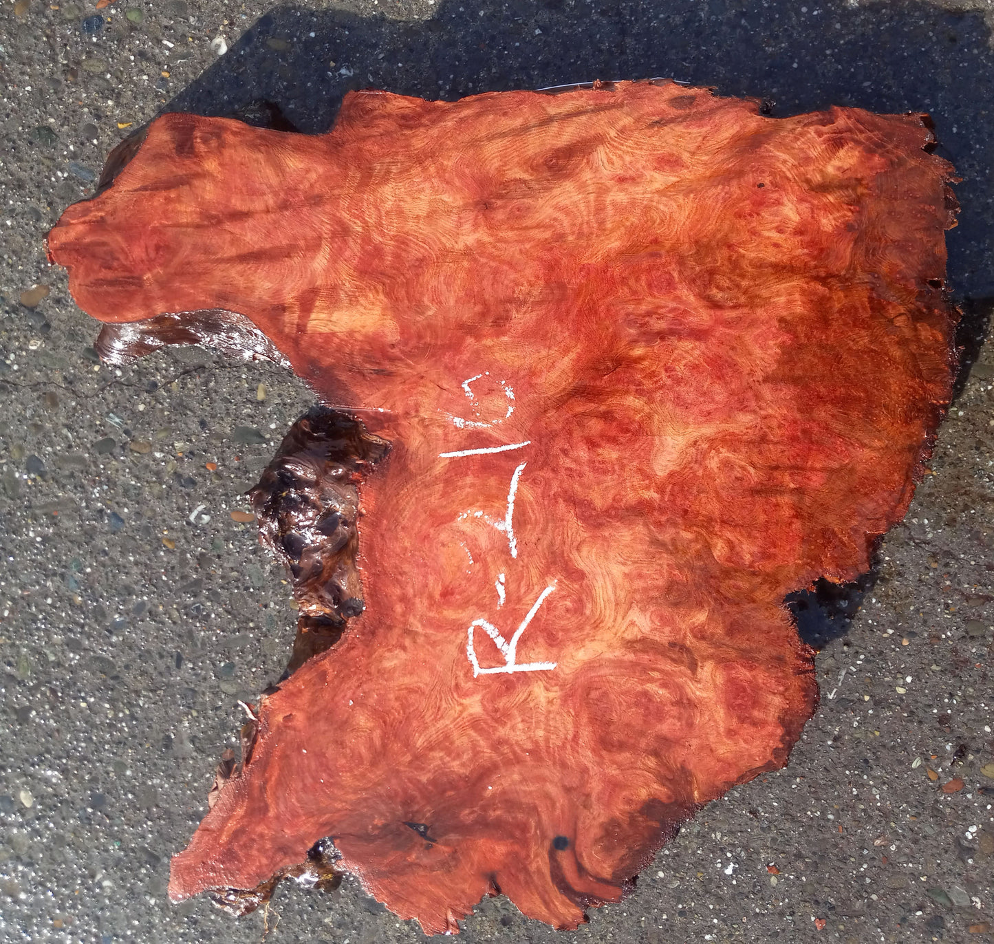 Redwood burl | live edge | DIY craft wood | burl clock | r-216