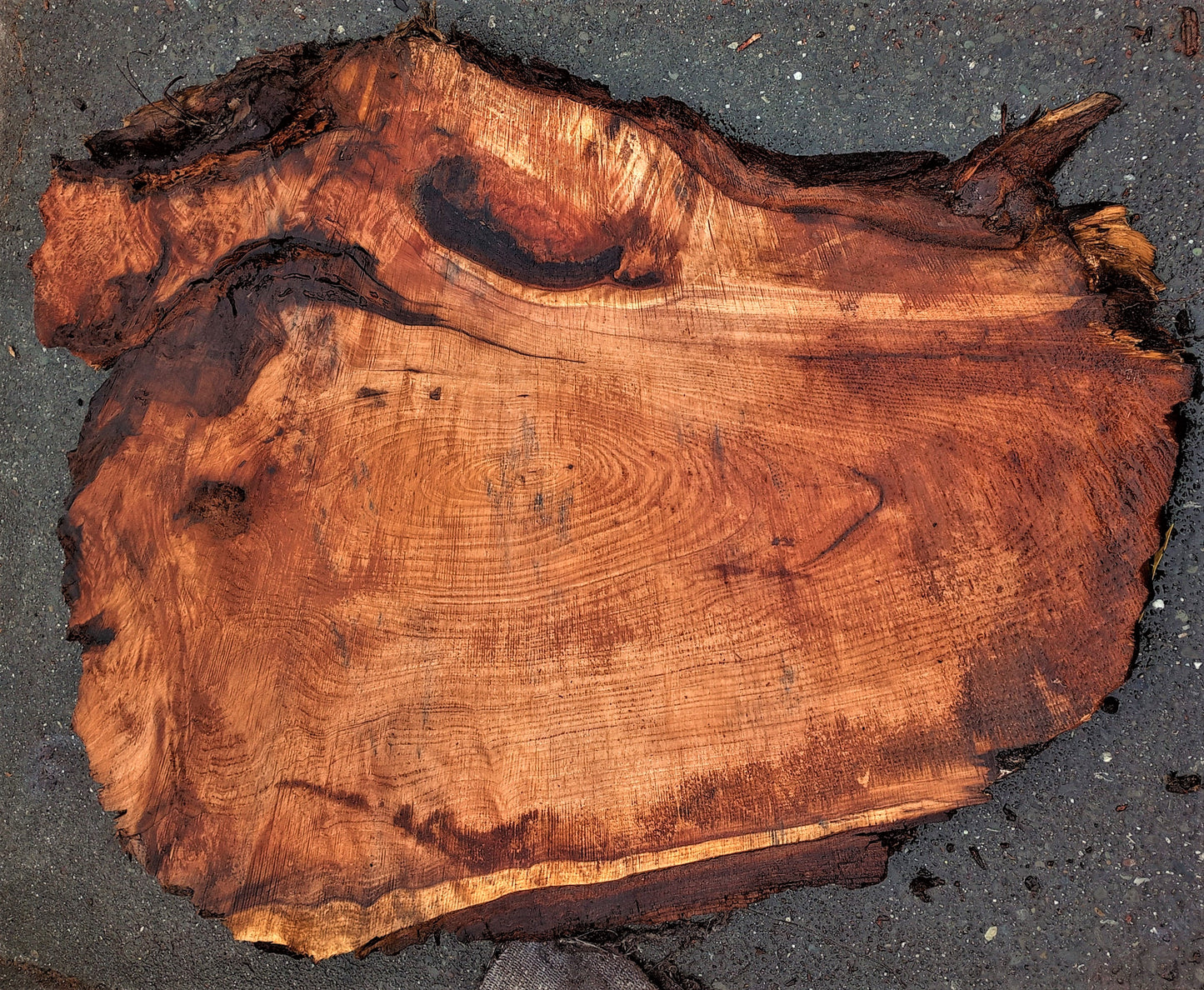 Redwood burl | live edge slab | burl table | DIY wood craft | r381