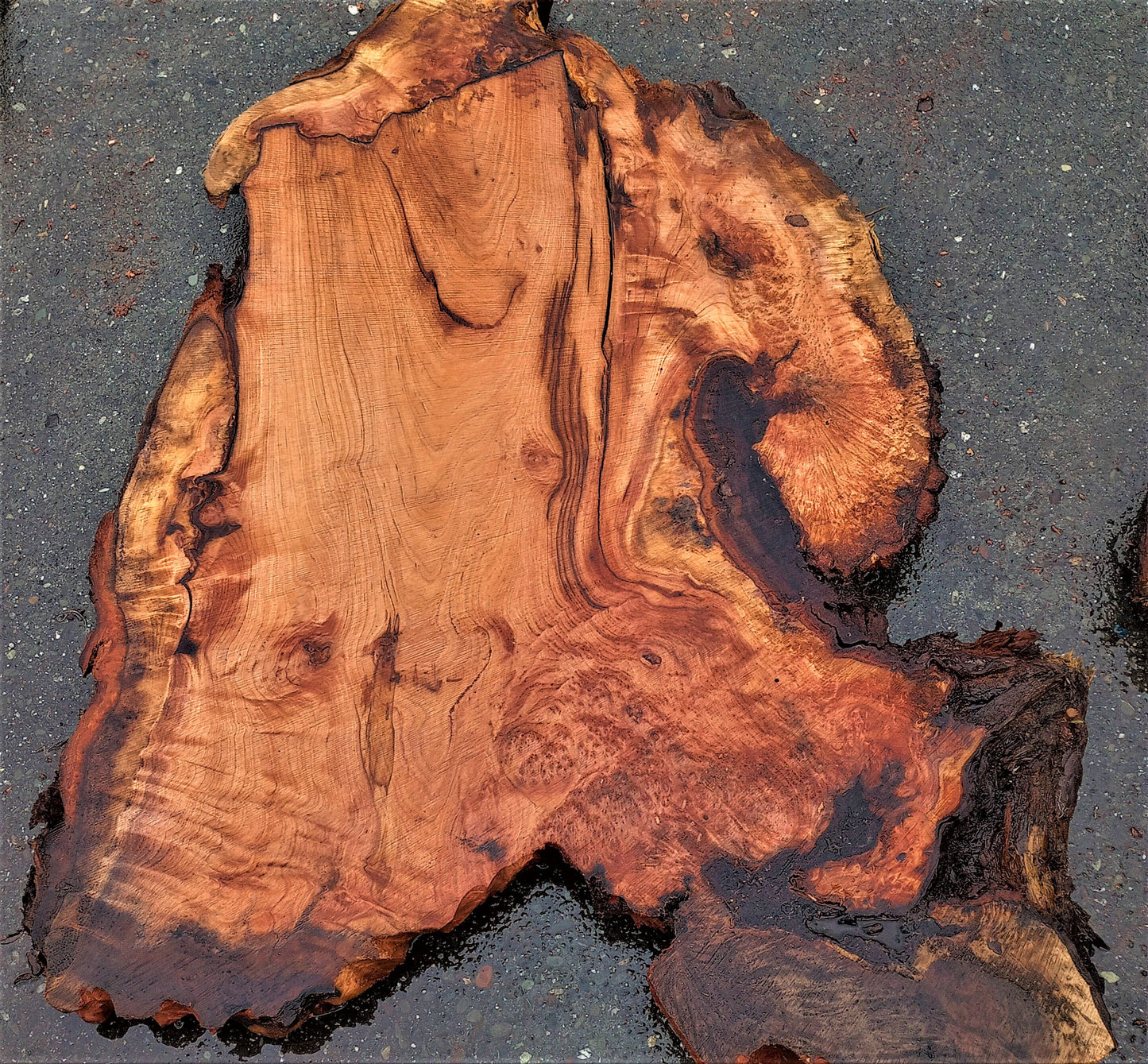 Redwood burl | live edge slab | burl table | DIY wood craft | r382