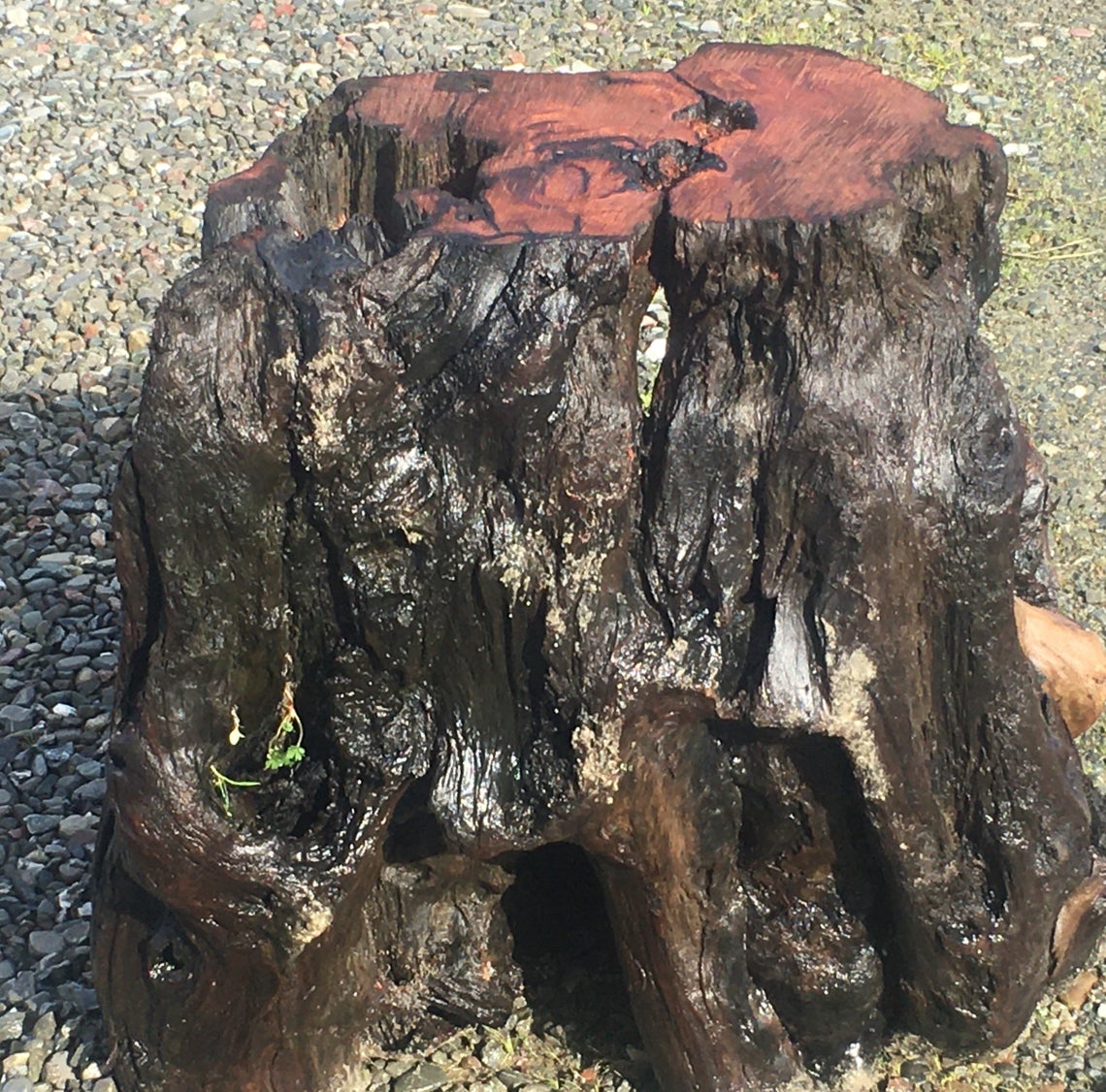 redwood burl base | pedestal | dining table base | glass or wood top _ rbb001