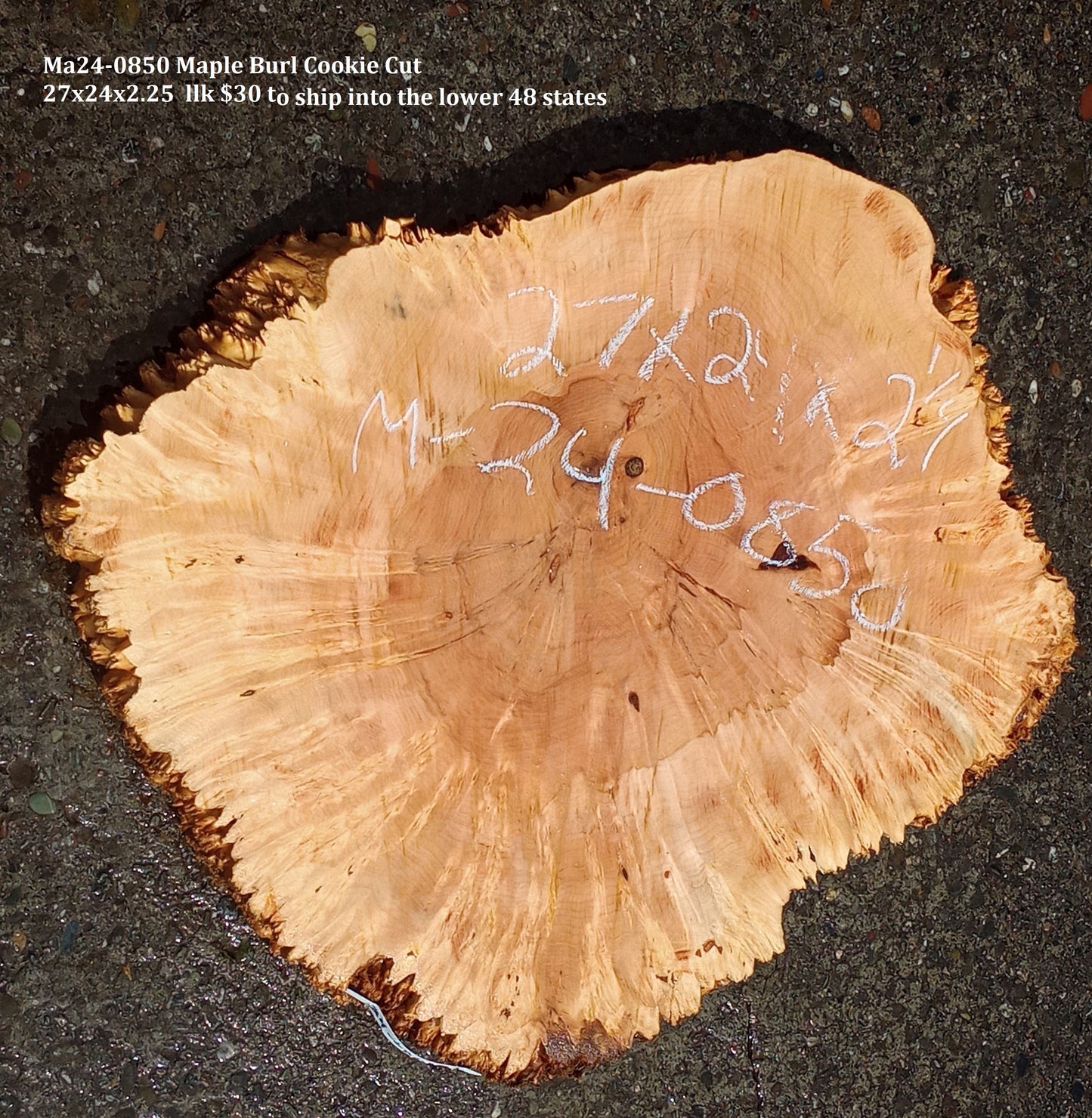 Maple Burl Slab | Cookie Cut | Craft Woods | DIY | River Table | MA24-0850