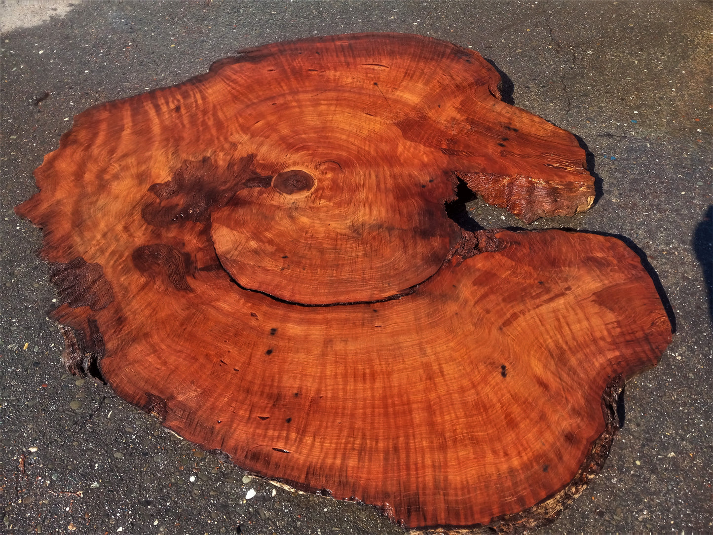 curly redwood l epoxy river table | live edge slab | bunion burl | 60"rd