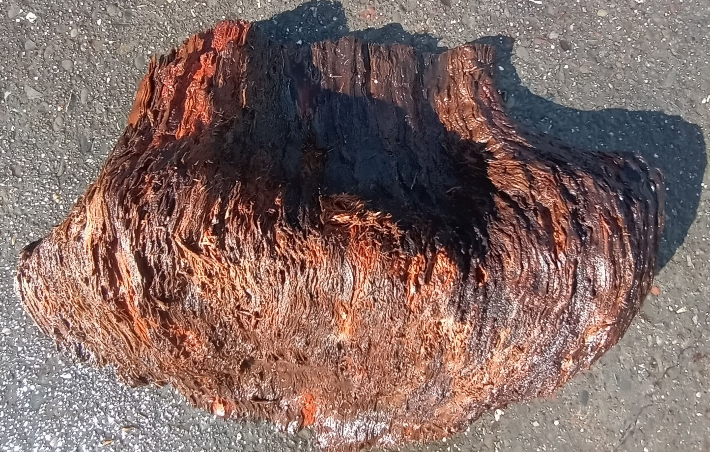 Redwood Cap | Craft Wood | DIY | Redwood Burl | 22-1003