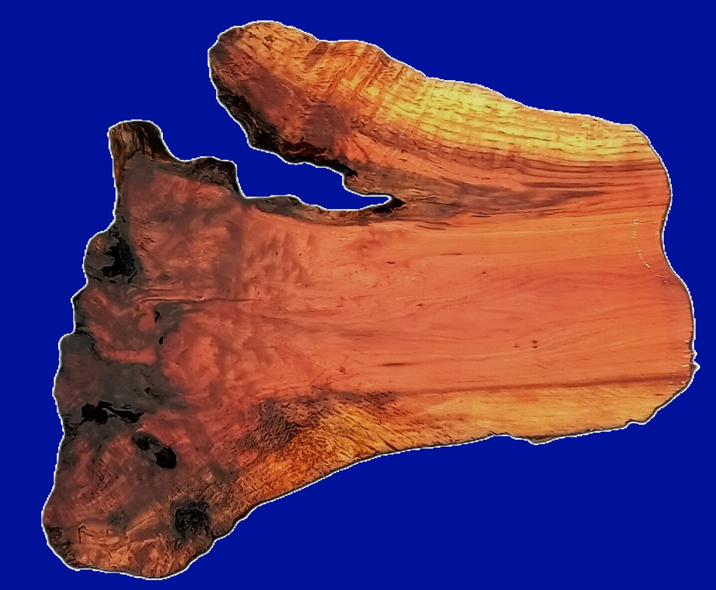 Redwood burl slab | DIY | burl table | burl slab | second growth | 22-295
