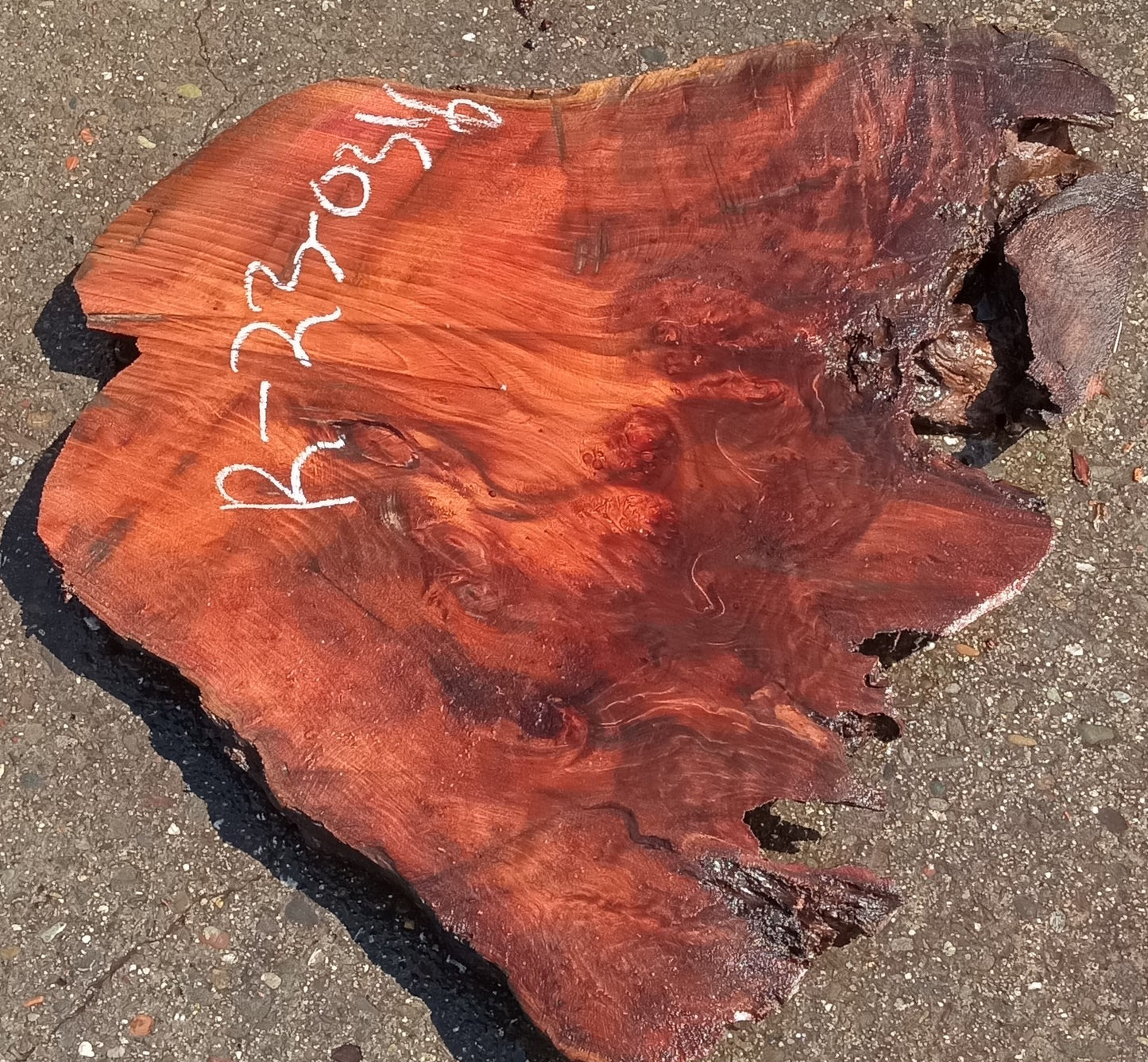Redwood burl slab | burl table | epoxy river table | DIY crafts | r23-0316
