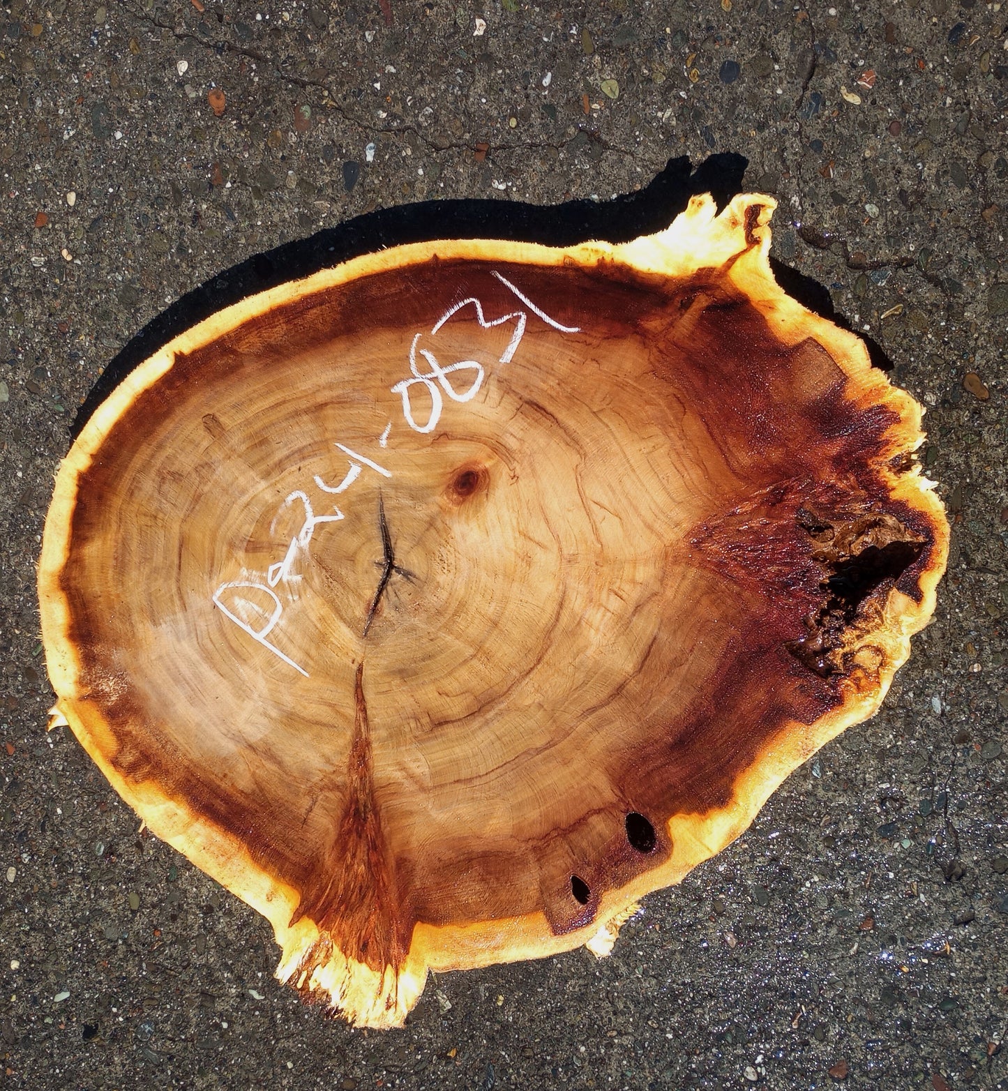 Poplar Slab | Cookie Cut | Craft Woods | DIY | River Table | P24-0831