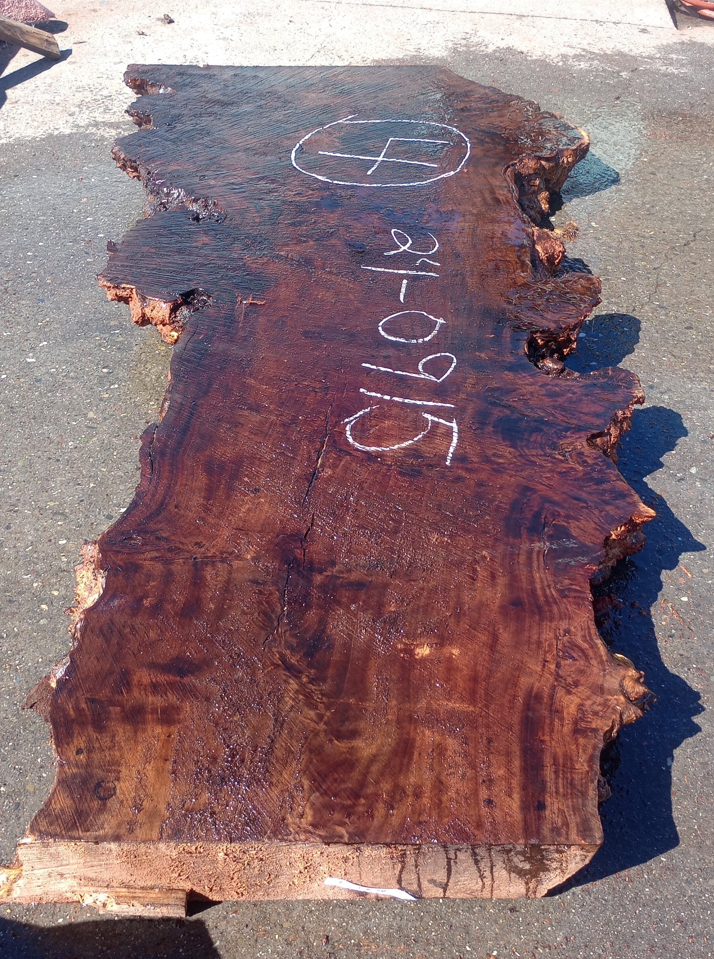 Mappa burl | Poplar | Burl Slab| Desk | Table | P24-0913