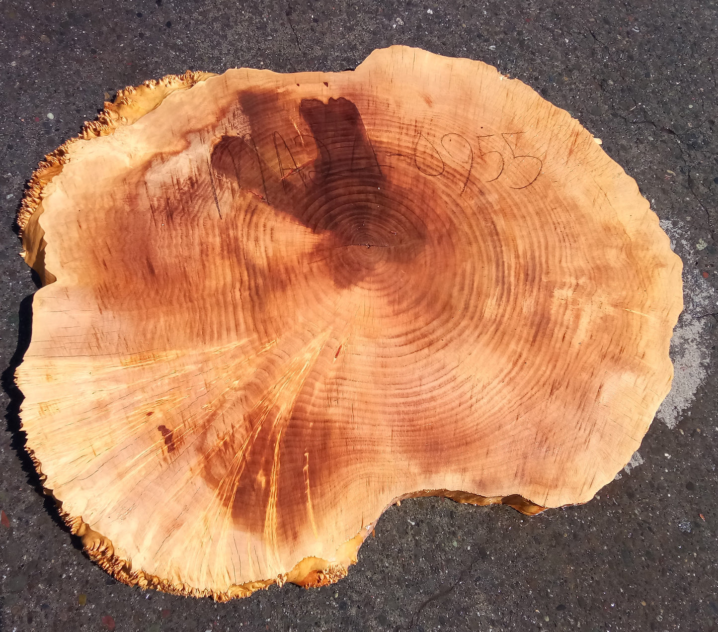 Maple Burl Slab | Cookie Cut | Craft Woods | DIY | River Table | MA24-0955