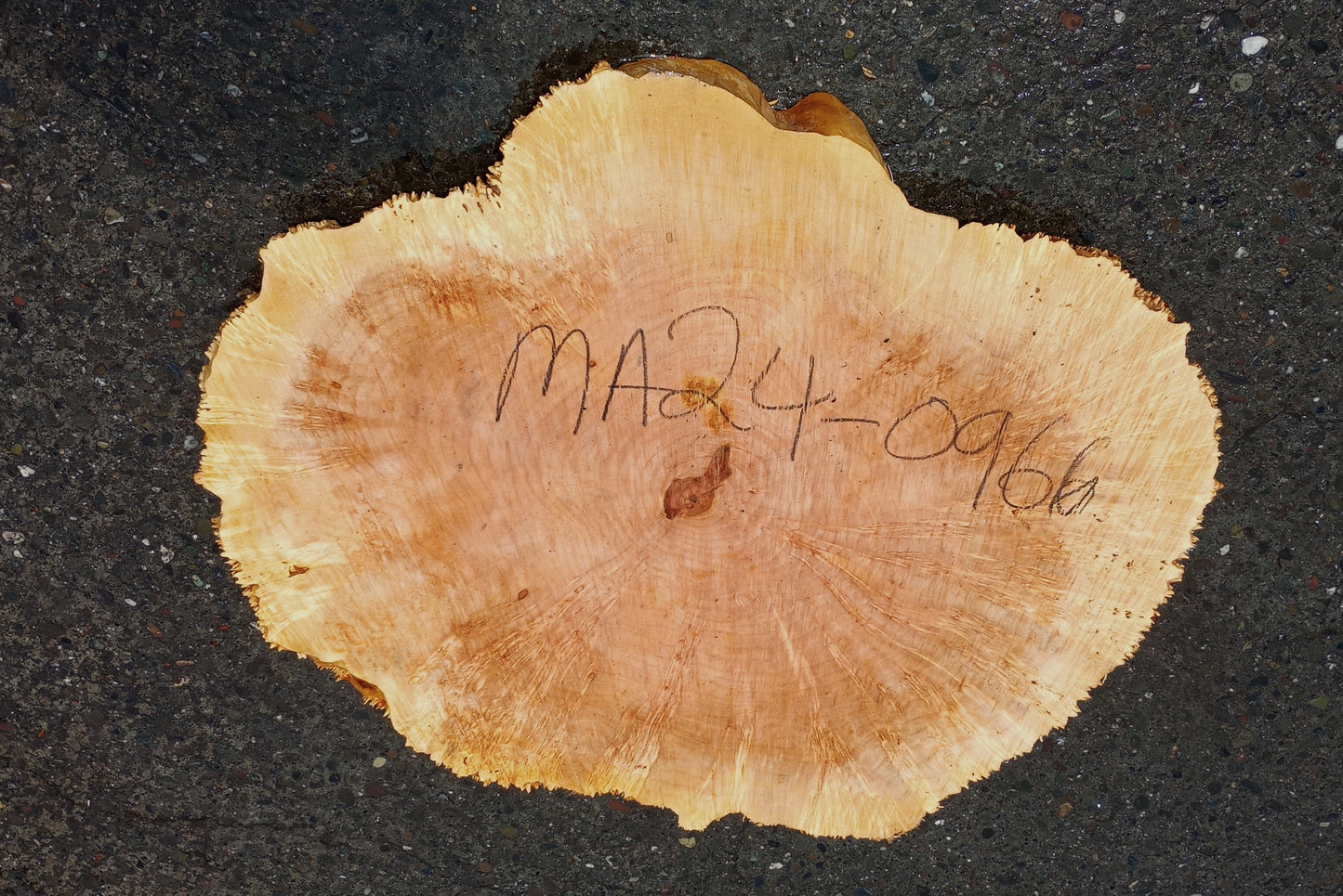 Maple Burl Slab | Cookie Cut | Craft Woods | DIY | River Table | MA24-0966