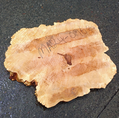 Maple Burl Slab | Cookie Cut | Craft Woods | DIY | River Table | MA24-0964