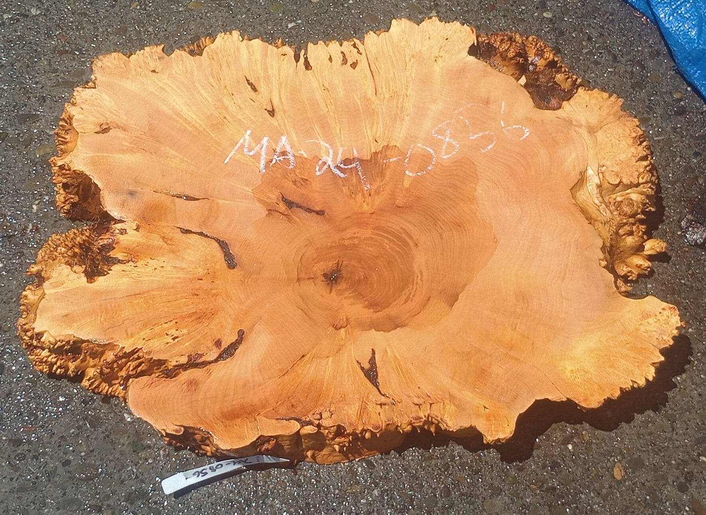 Maple Burl Slab | Cookie Cut | Craft Woods | DIY | River Table | MA24-0856