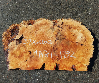 Maple Burl Slab | Craft Wood | DIY | Burl Slab | Ma24-1732