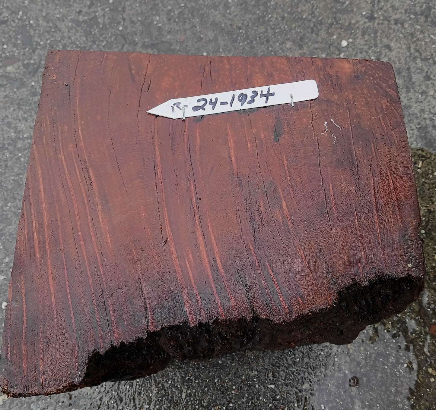 Redwood Lace Burl | Turning block | Craft Wood | R24-1934