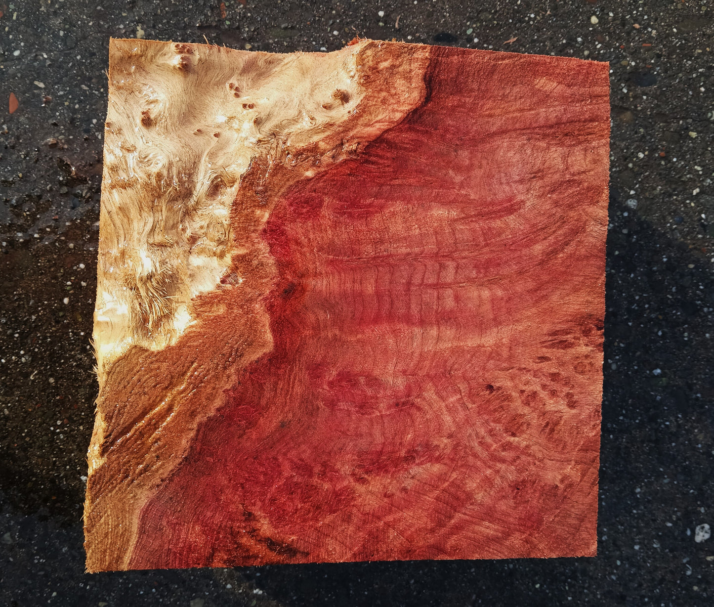 Redwood Lace Burl | Turning block | Craft Wood | R25-2080