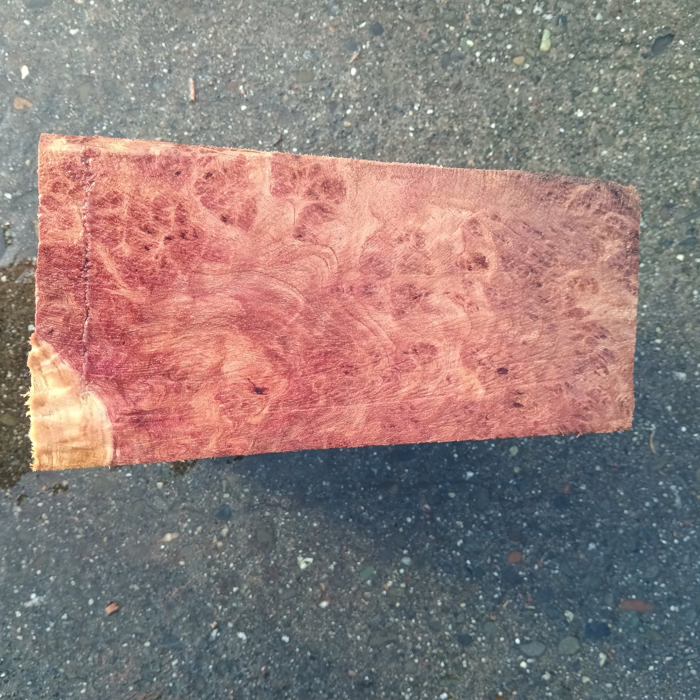 Redwood Lace Burl | Turning block | Craft Wood | R25-2081