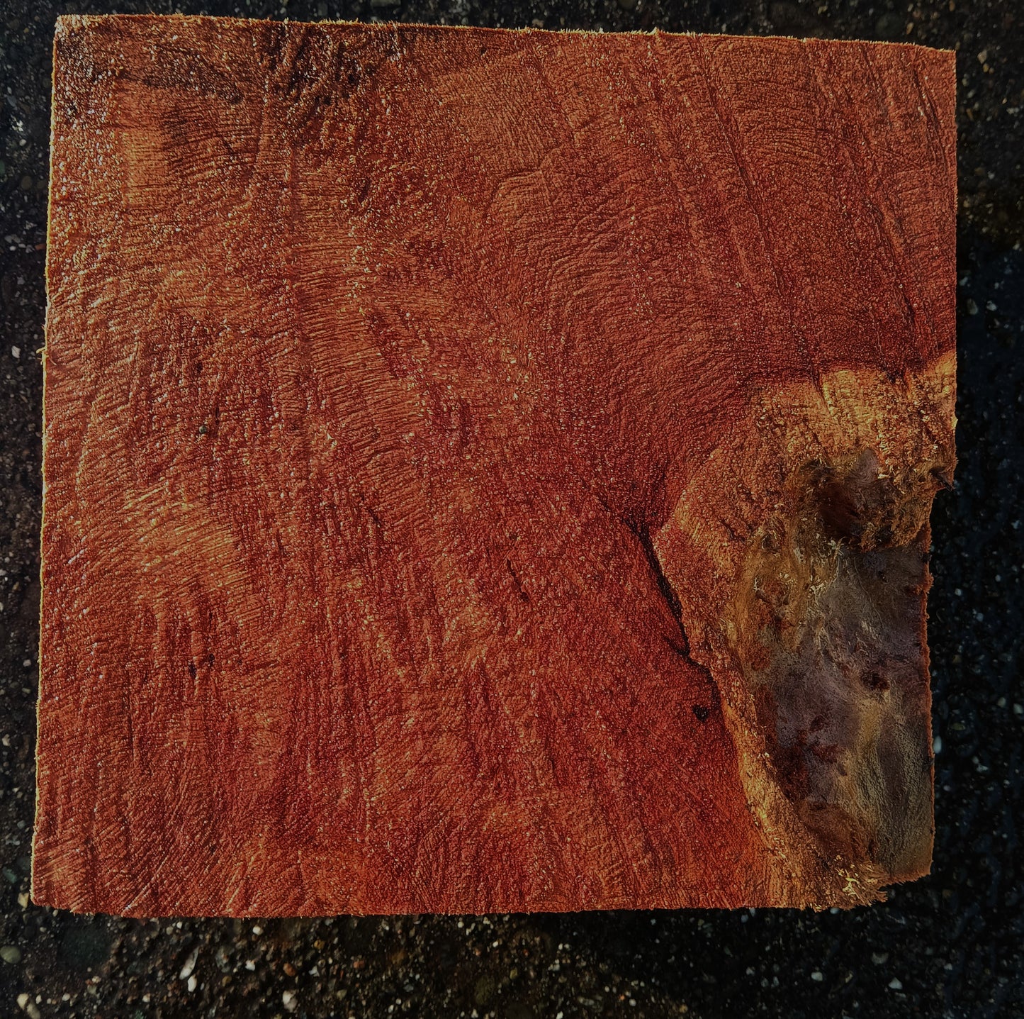 Redwood Lace Burl | bowl turning | Turning block | Craft Wood | R25-2096