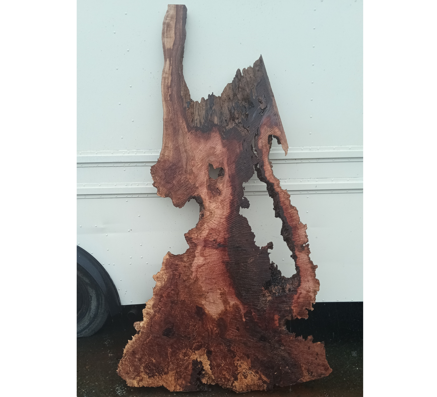 Maple Burl Slab | Live Edge | River Table | DIY |  Ma25-2170