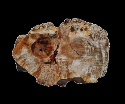 Maple Cap | Maple Burl | DIY | Craft Wood | MaCap25-3279