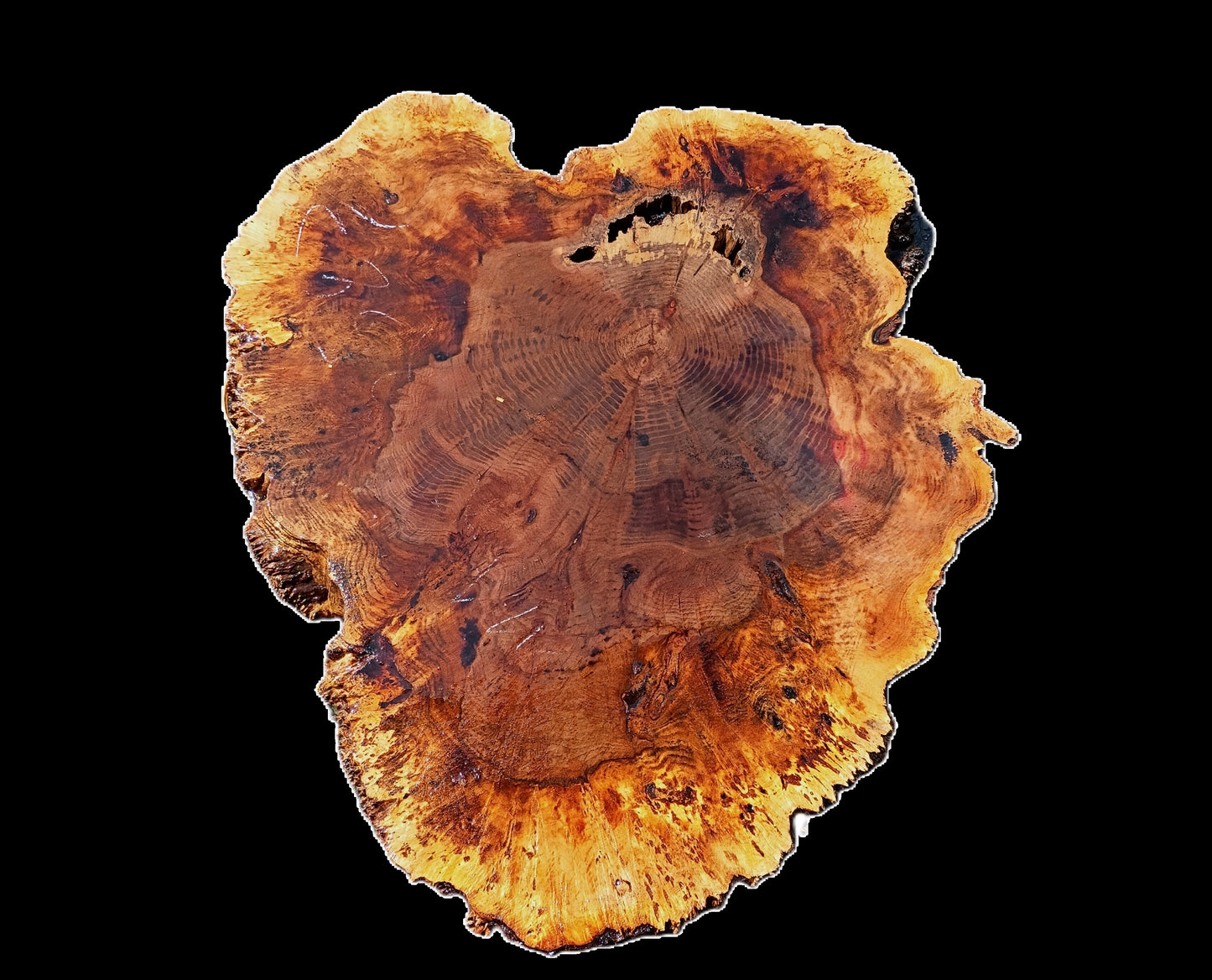 Maple Burl Slab | Cookie Cut | burl Table | DIY | Ma25-2583