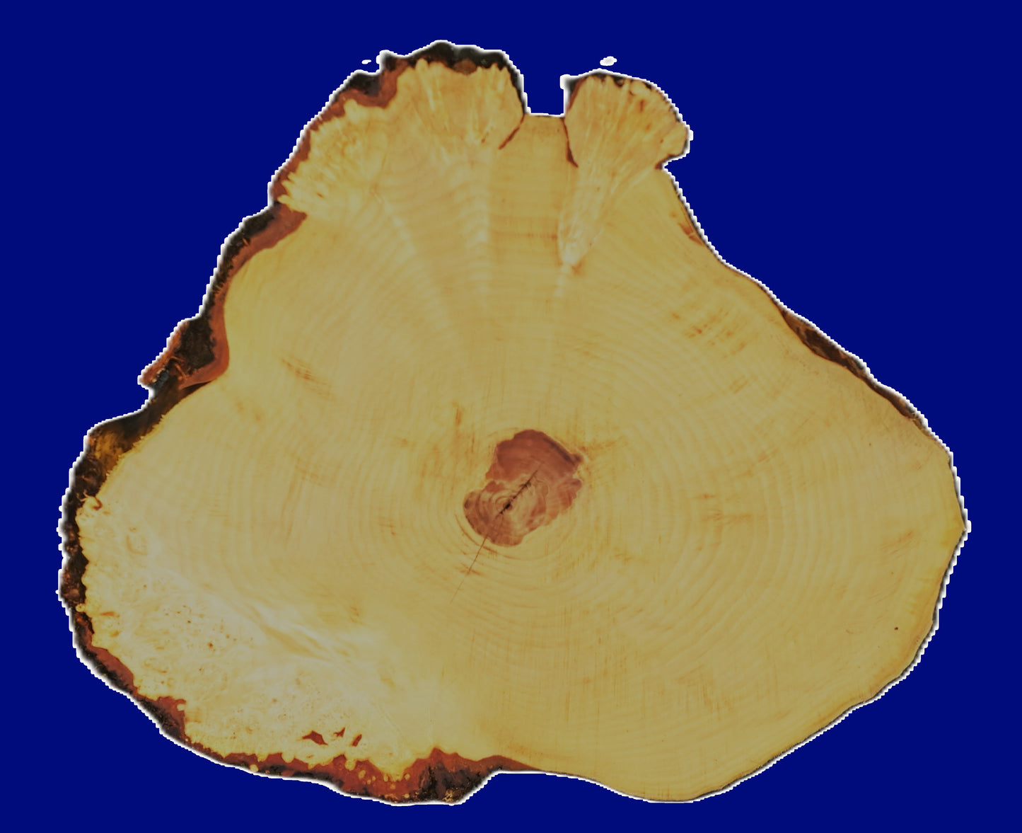 Maple Burl Slab | DIY | River Table | Craft-wood | ma26-3772