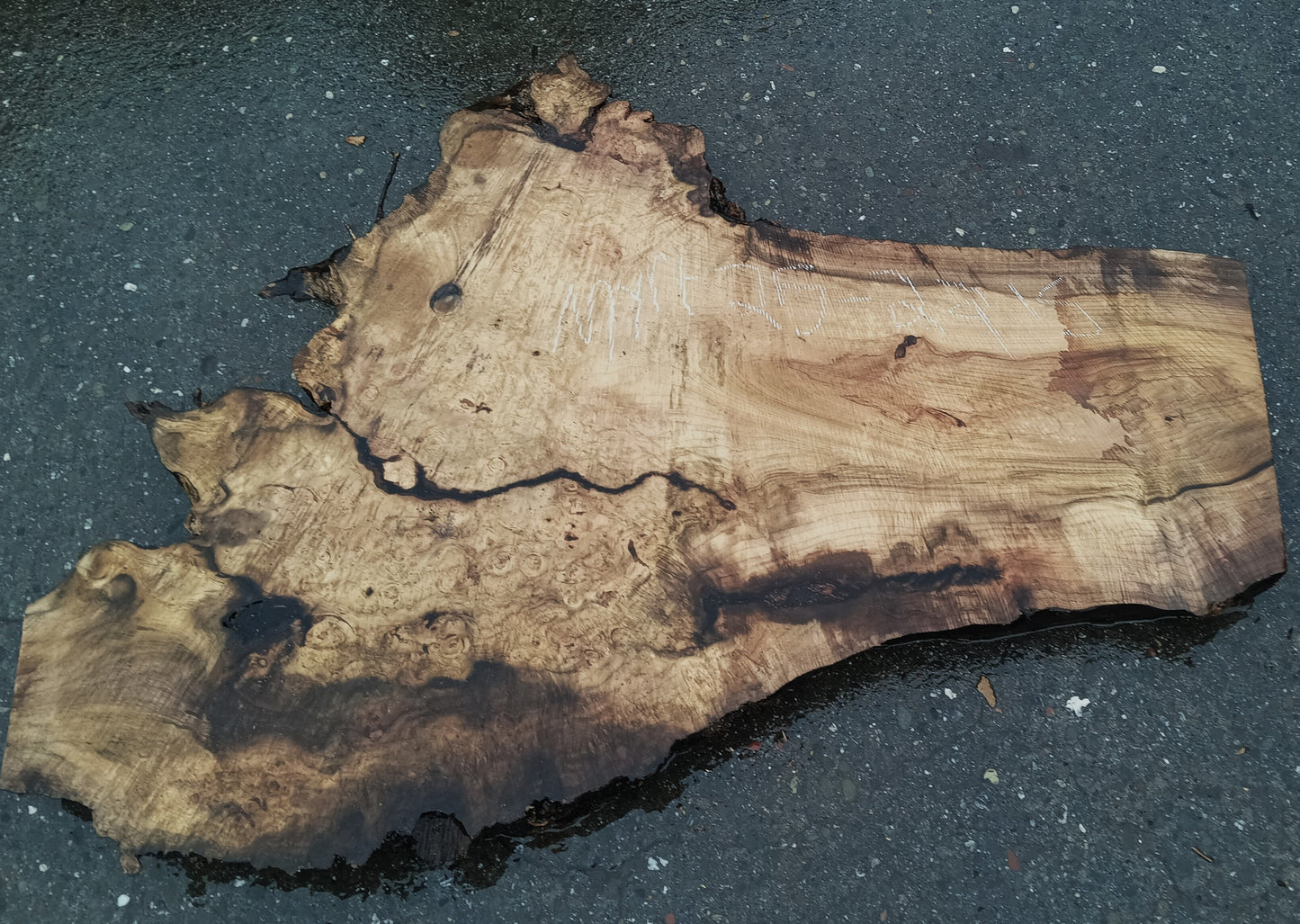 Myrtle Wood Burl Slab | Bay Laurel | Live Edge | River Table | DIY |  Mrt25-2215