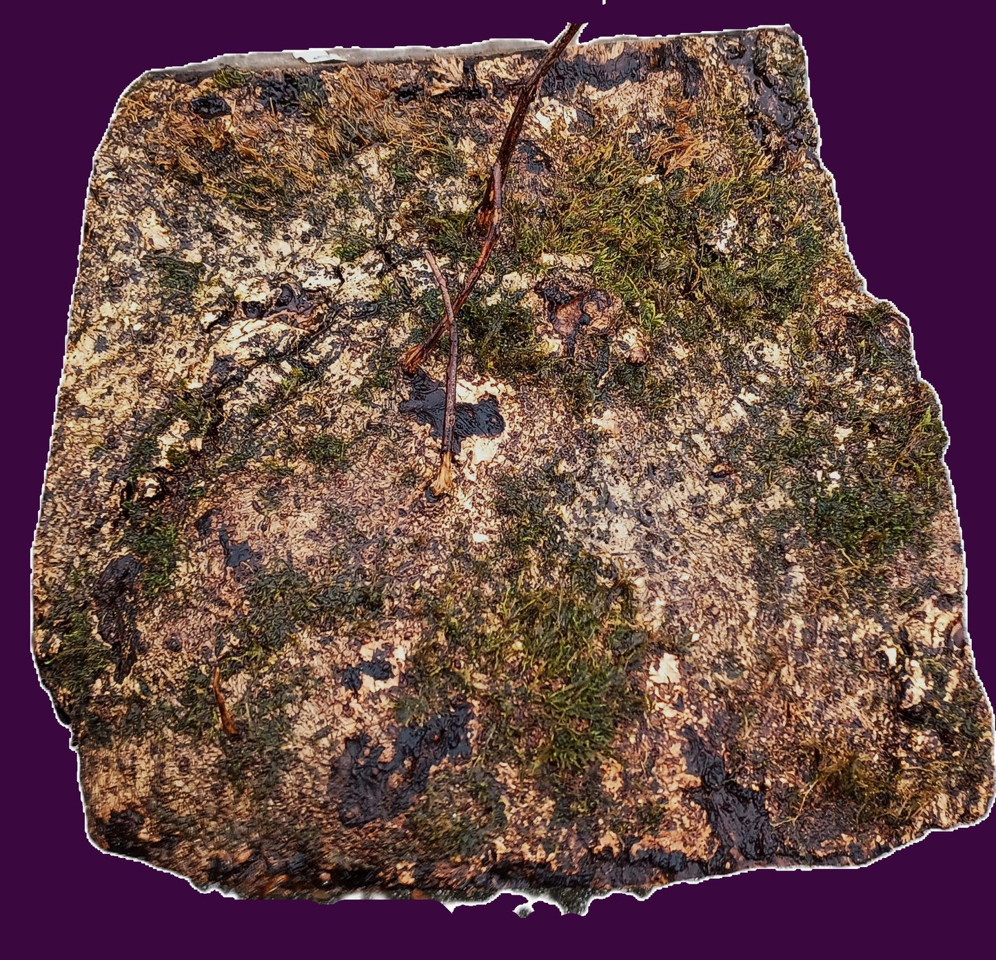 Myrtle Burl Block | Bowl Turning | DIY  | Craft-wood | MRT BL24-1792