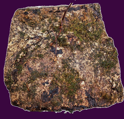 Myrtle Burl Block | Bowl Turning | DIY  | Craft-wood | MRT BL24-1792