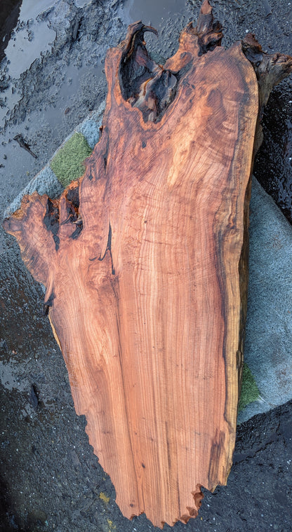 Redwood Burl Slab | River Table | DIY Craft Wood | bsz-1347