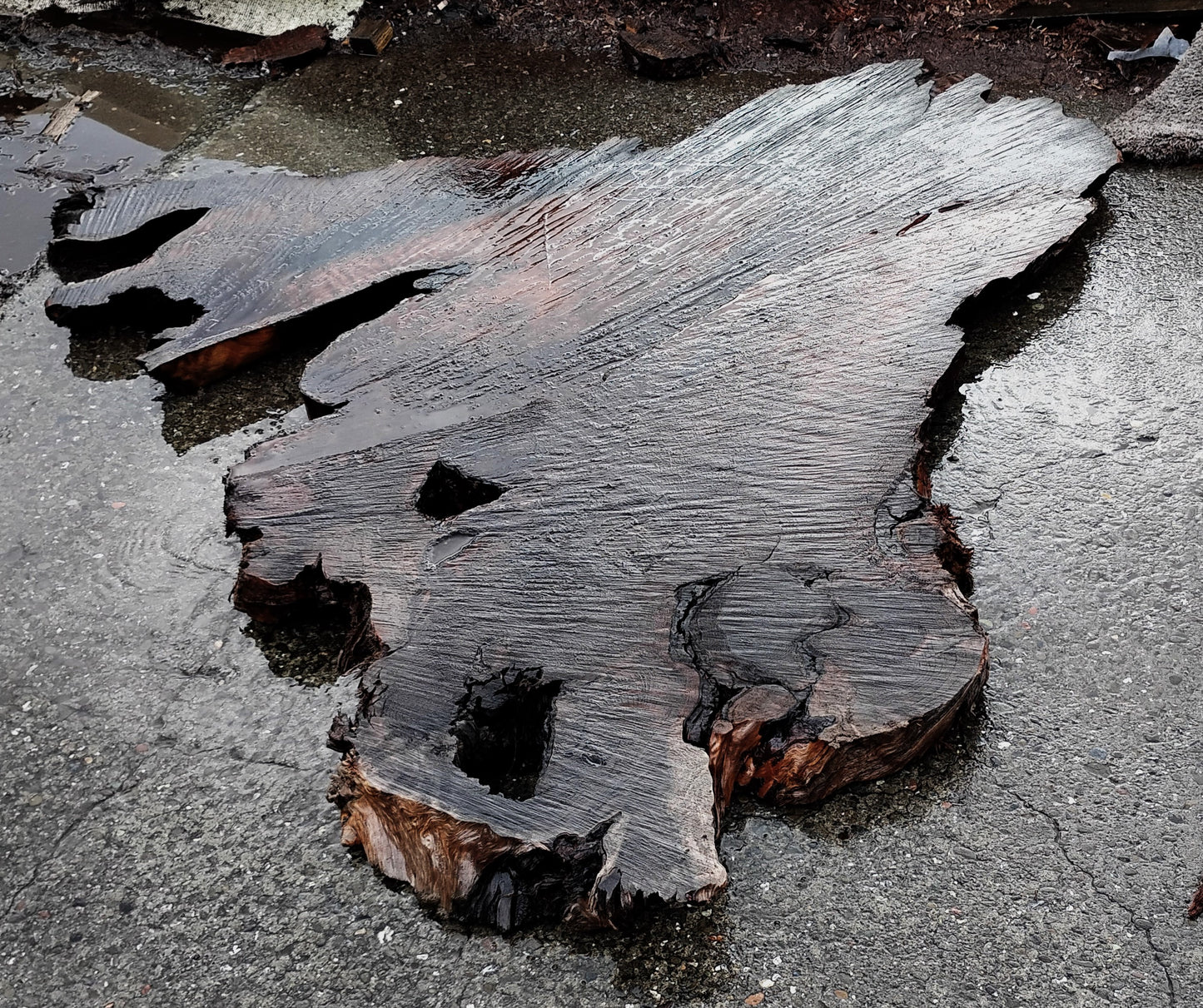 Curly Redwood Burl | DIY | River Table | Craft Wood | R23-1190
