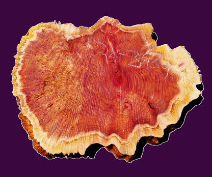 Redwood Cookie Cut slab | DIY | burl table | river table | craft wood | R26-3469