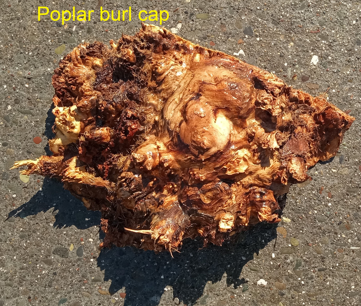 Mappa burl | Poplar | burl slab | wood craft ideas | DIY wood | c23-0836