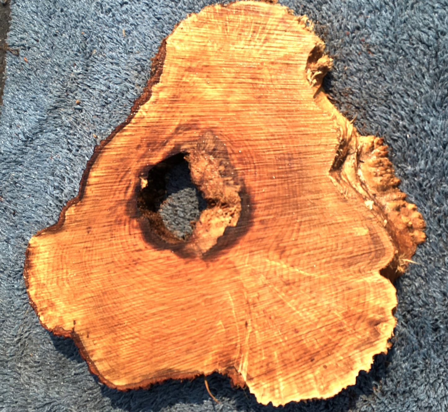 Maple burl | cookie cut | craft woods | DIY | river table | ma23-0921