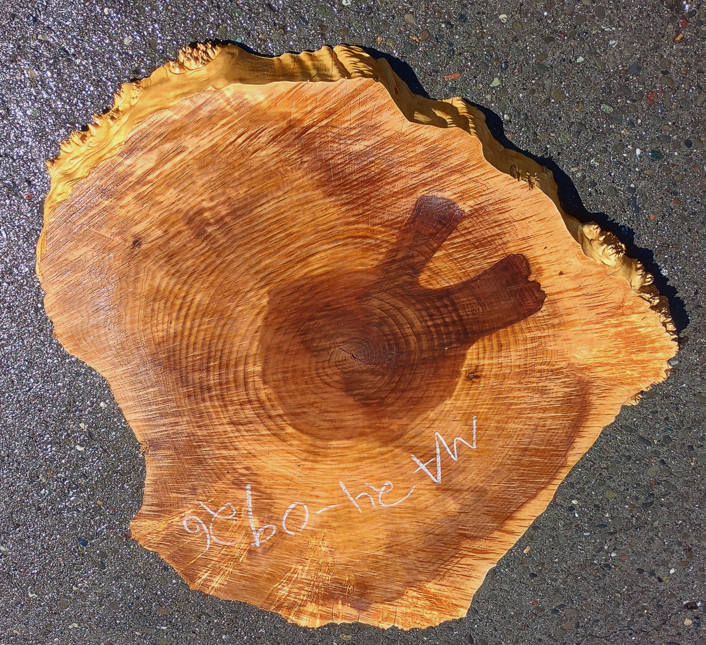 Maple Burl Slab | Cookie Cut | Craft Woods | DIY | River Table | MA24-0926