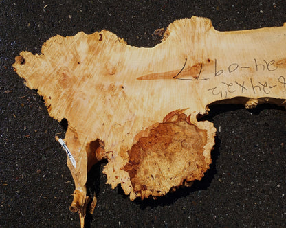 Maple Cluster Burl Log | River Table | Wall Art | Epoxy Idea | ma24-0977