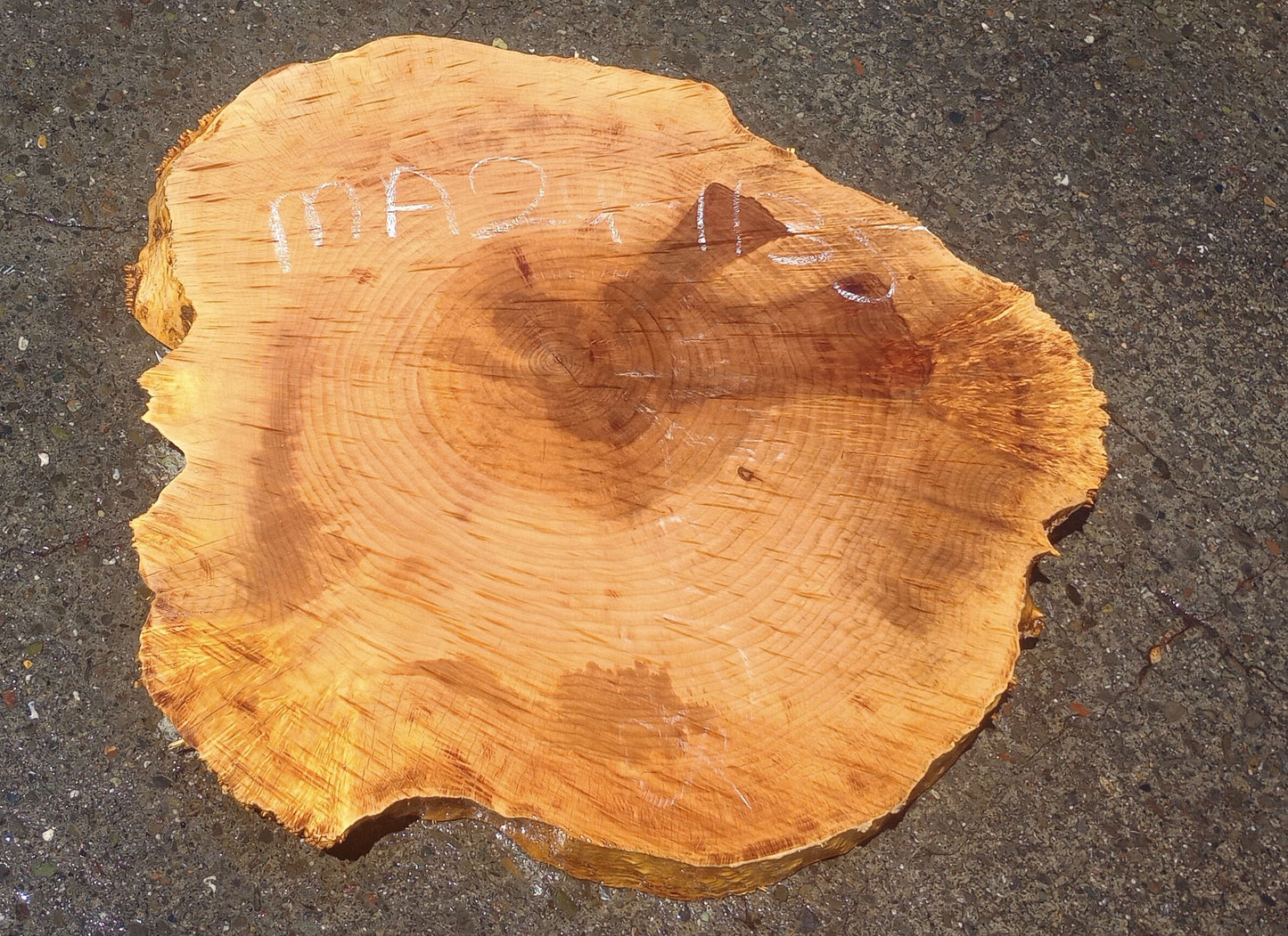 Maple Burl Slab | Cookie Cut | Craft Woods | DIY | River Table | MA24-1135