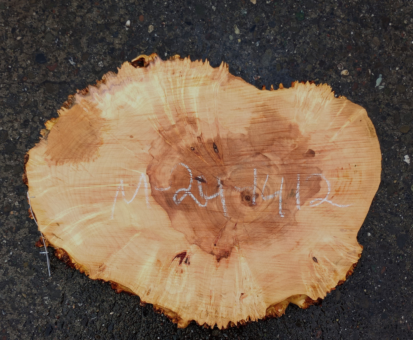 Maple Burl Slab | Craft Woods | DIY | Cookie Cut | MA24-1412