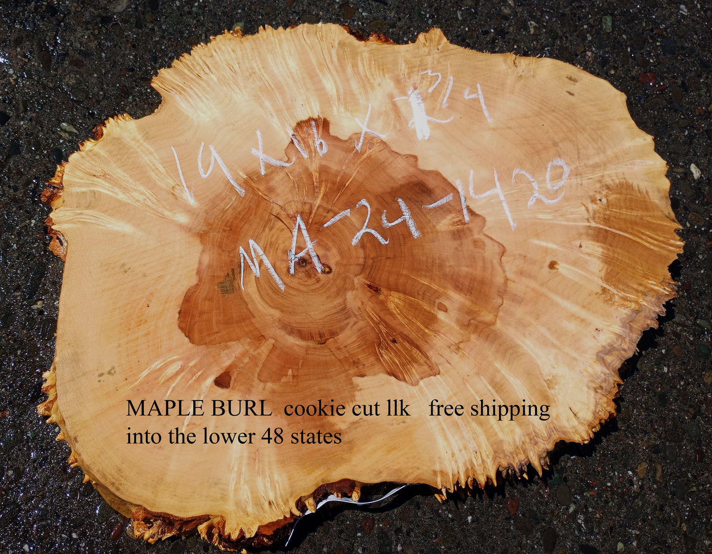 Maple Burl Slab | Craft Woods | DIY | Cookie Cut | MA24-1420