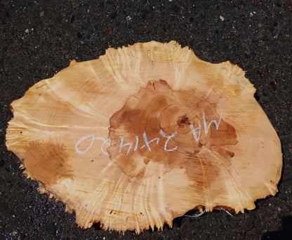 Maple Burl Slab | Craft Woods | DIY | Cookie Cut | MA24-1420