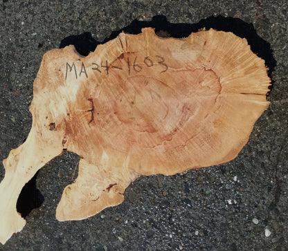 Maple Burl Slab | Craft Woods | DIY | River Table | MA24-1603