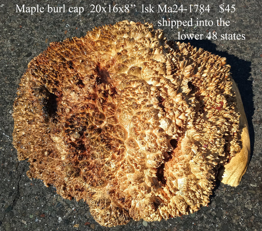 Maple Burl Cap | Craft Wood | DIY | Bowl Turning | M24-1784