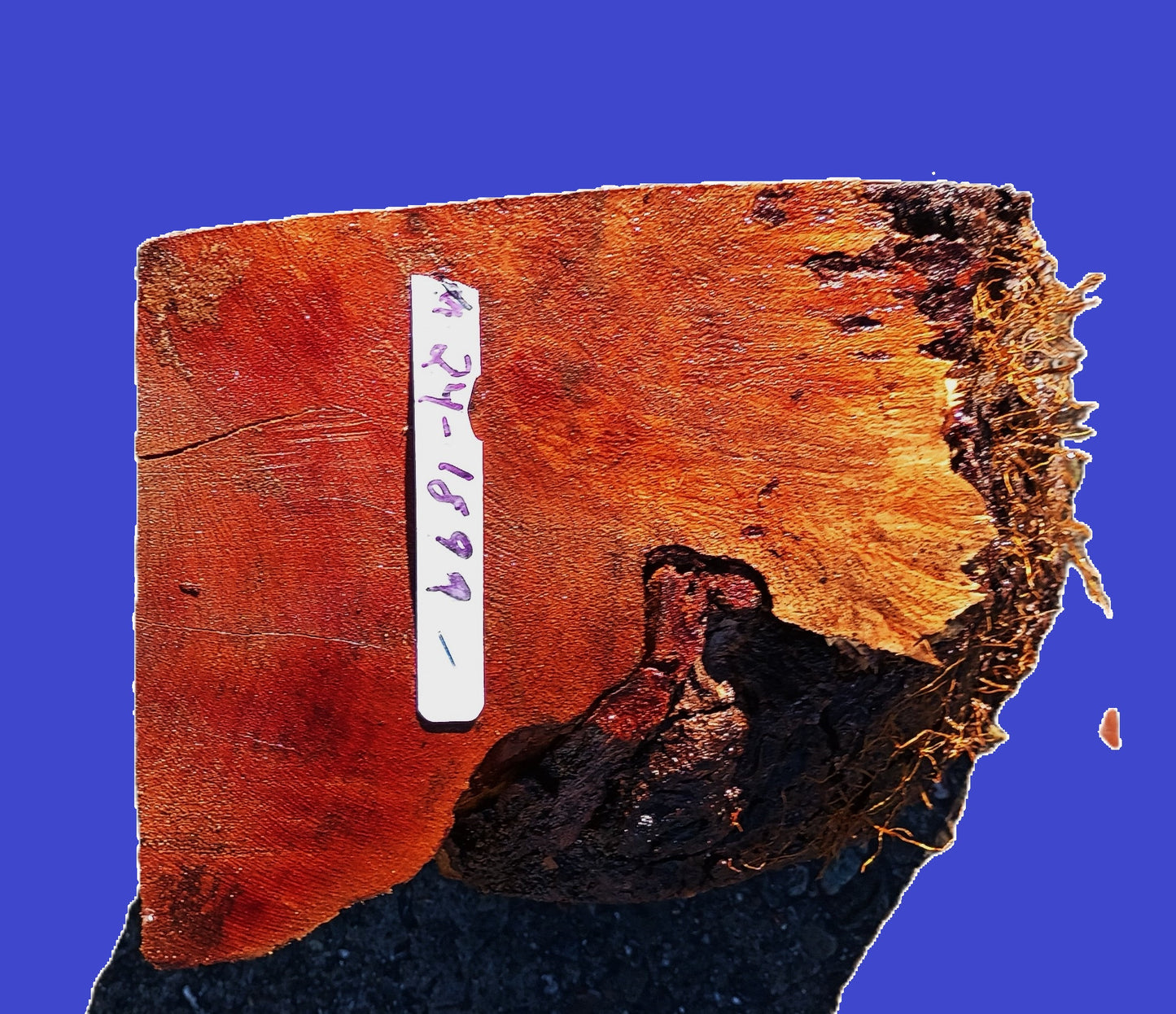 Maple Burl Block | DIY | Craft Wood | Turning Block | ma24-1899