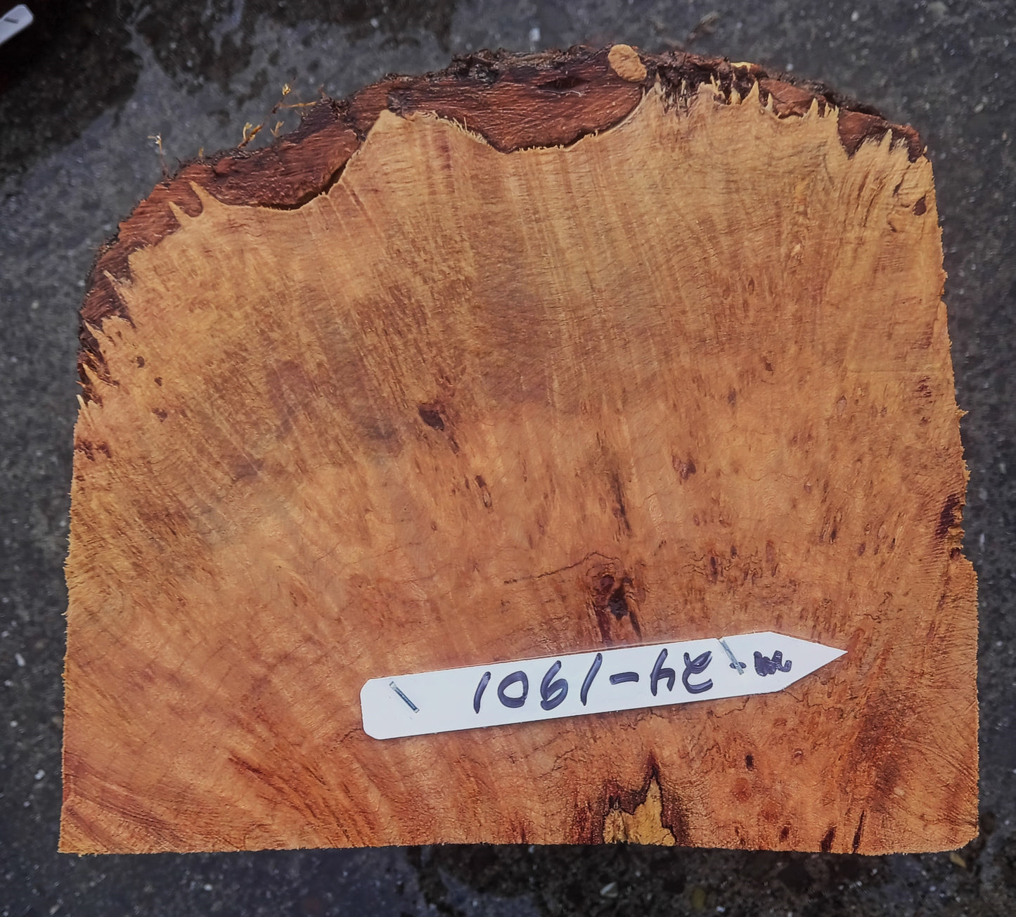 Spalted Maple Burl Block | DIY | Bowl Turning | Ma24-1901