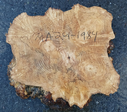 Burl Slab | Table | DIY | Cookie Cut | Ma24-1984