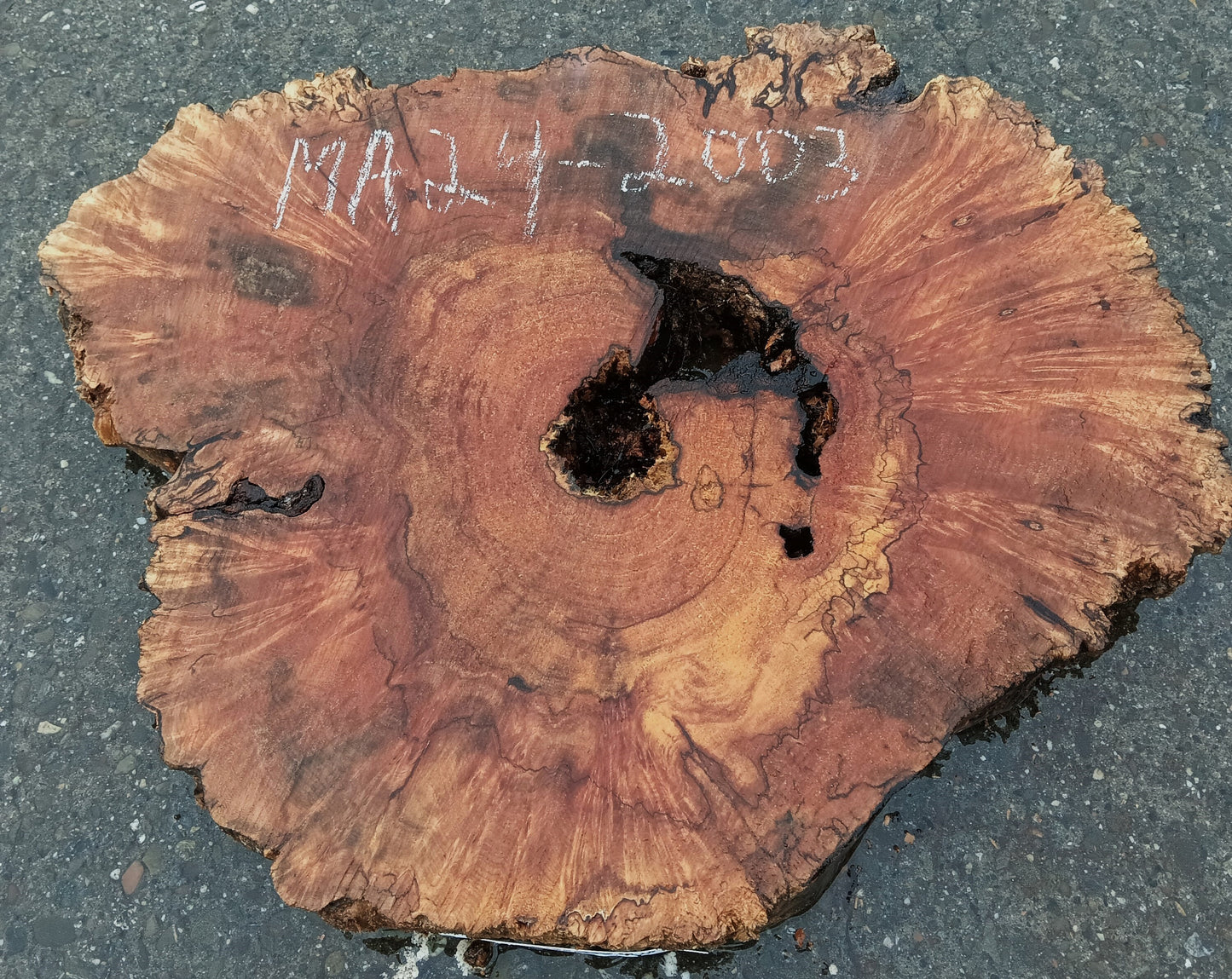 Maple Burl Slab | Spalted and Burl | DIY | Cookie Cut | Ma24-2003