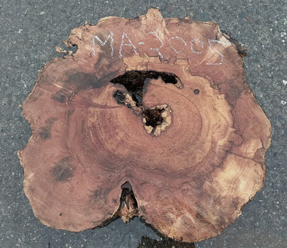 Maple Burl Slab | Spalted and Burl | DIY | Cookie Cut | Ma24-2005