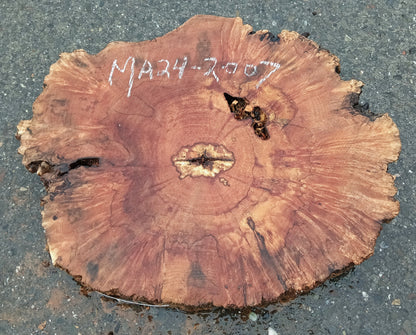 Maple Burl Slab | Craft Wood | DIY | Cookie Cut | Ma24-2007