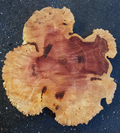 Maple Burl Slab | Craft Wood | DIY | Cookie Cut | Ma24-2034