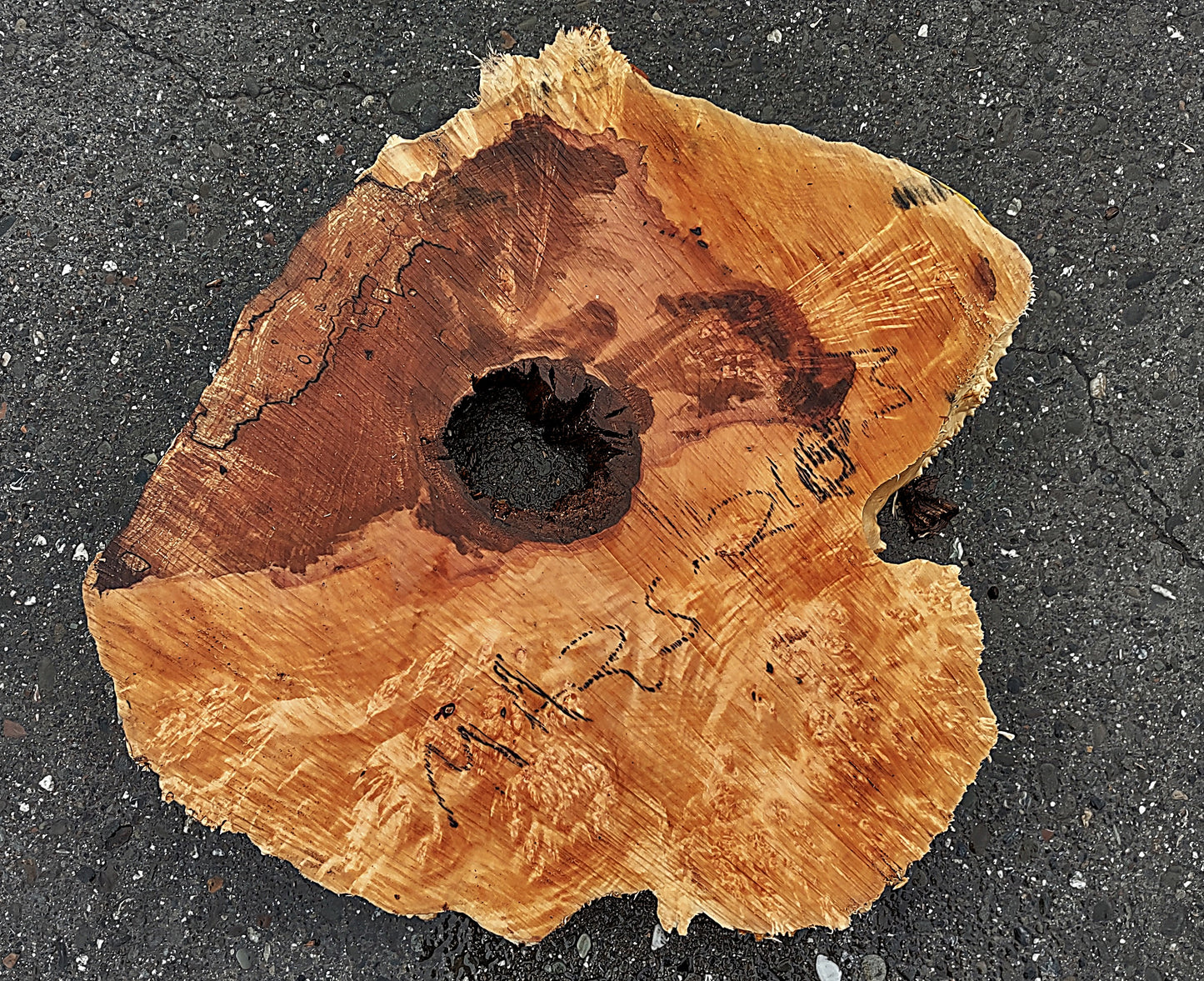 Spalted Maple Burl | Cookie Cut | River Table | DIY |  MA25-2183