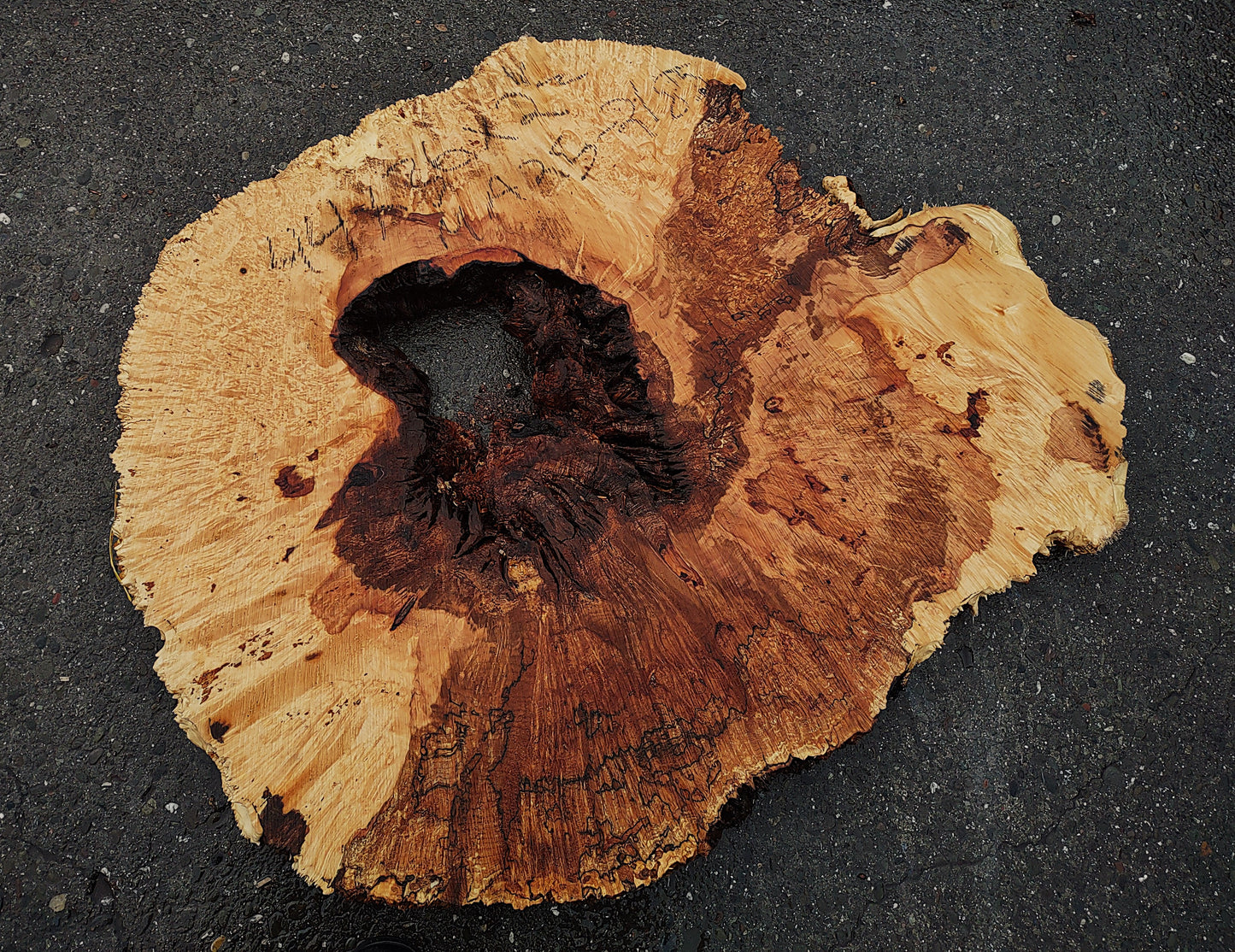 Spalted Maple Burl | Cookie Cut | River Table | DIY |  MA25-2185