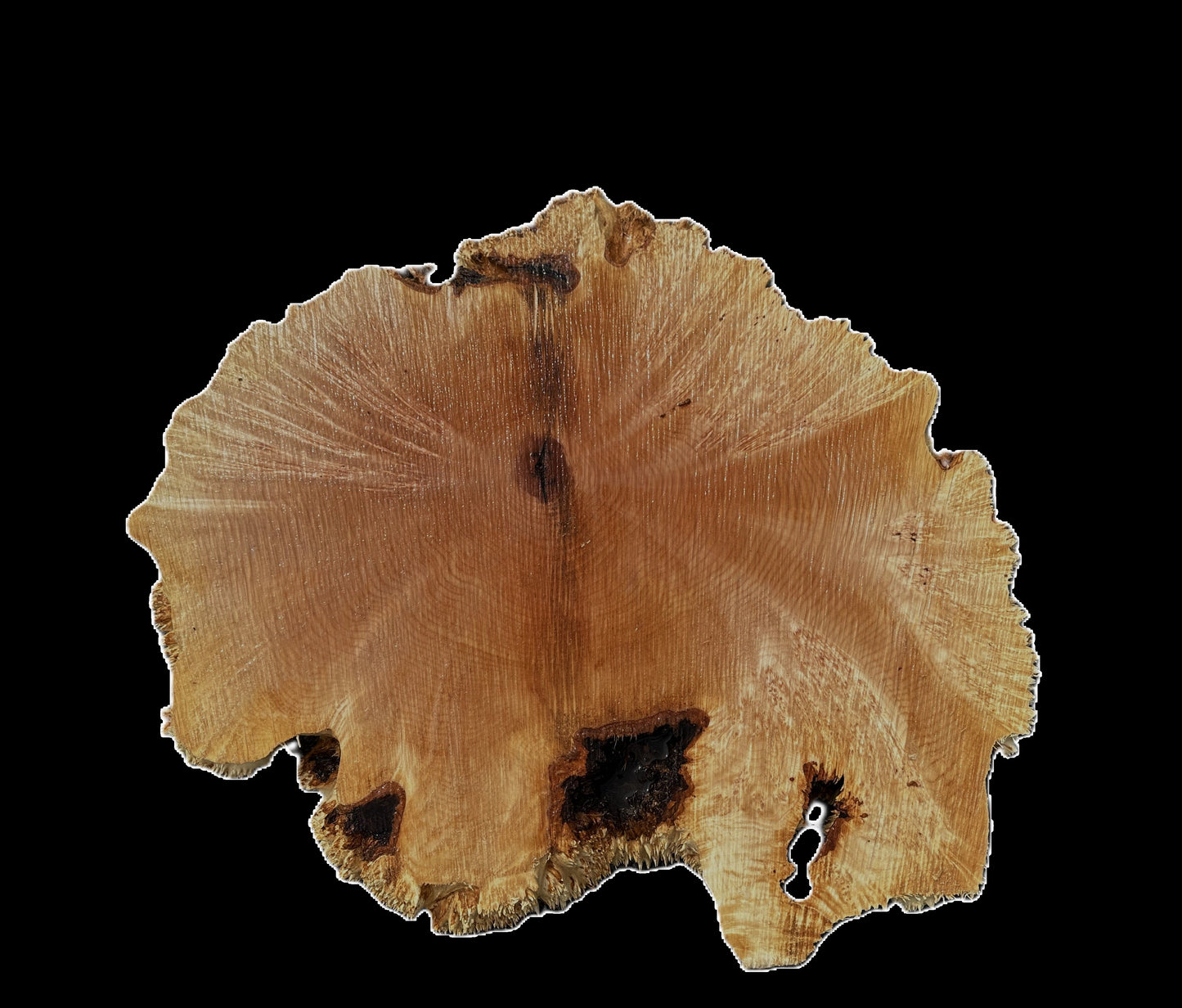 Maple Burl Cookie  | Live Edge | River Table | DIY | MA25-2565